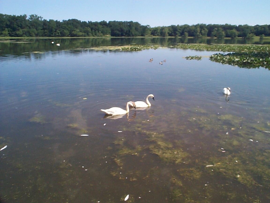 KBS - Bird Sanct. Birds on Lake.jpg (188829 bytes)