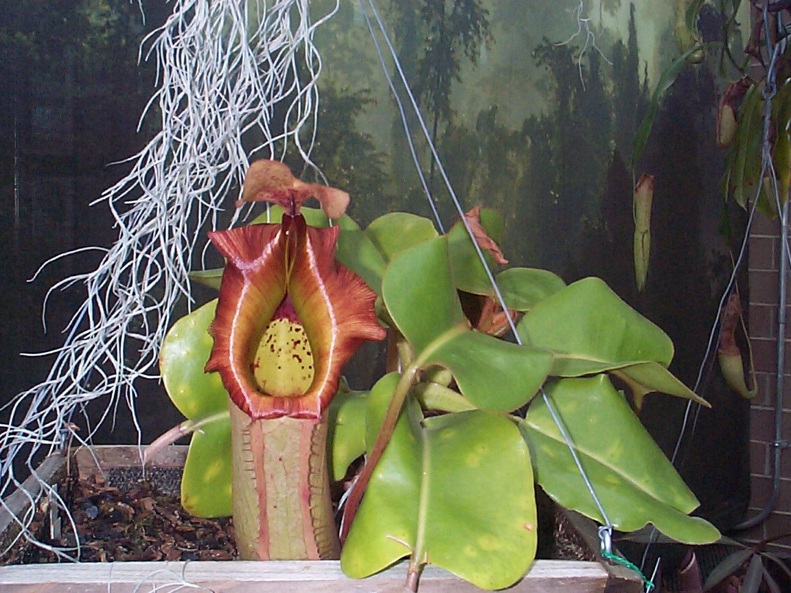 MSG - Pitcher Plant.jpg (322483 bytes)